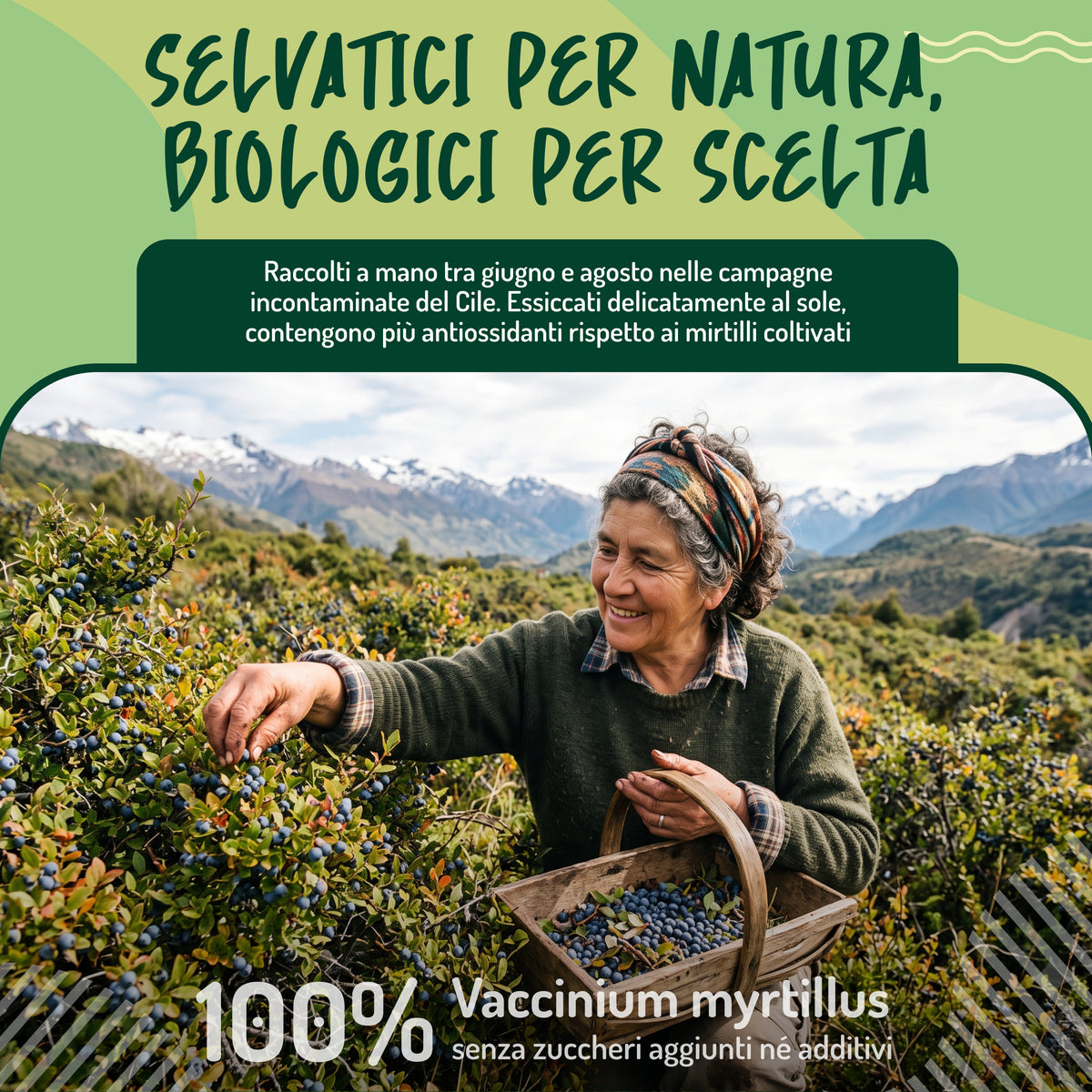 Mirtilli Neri disidratati Crudi E Bio