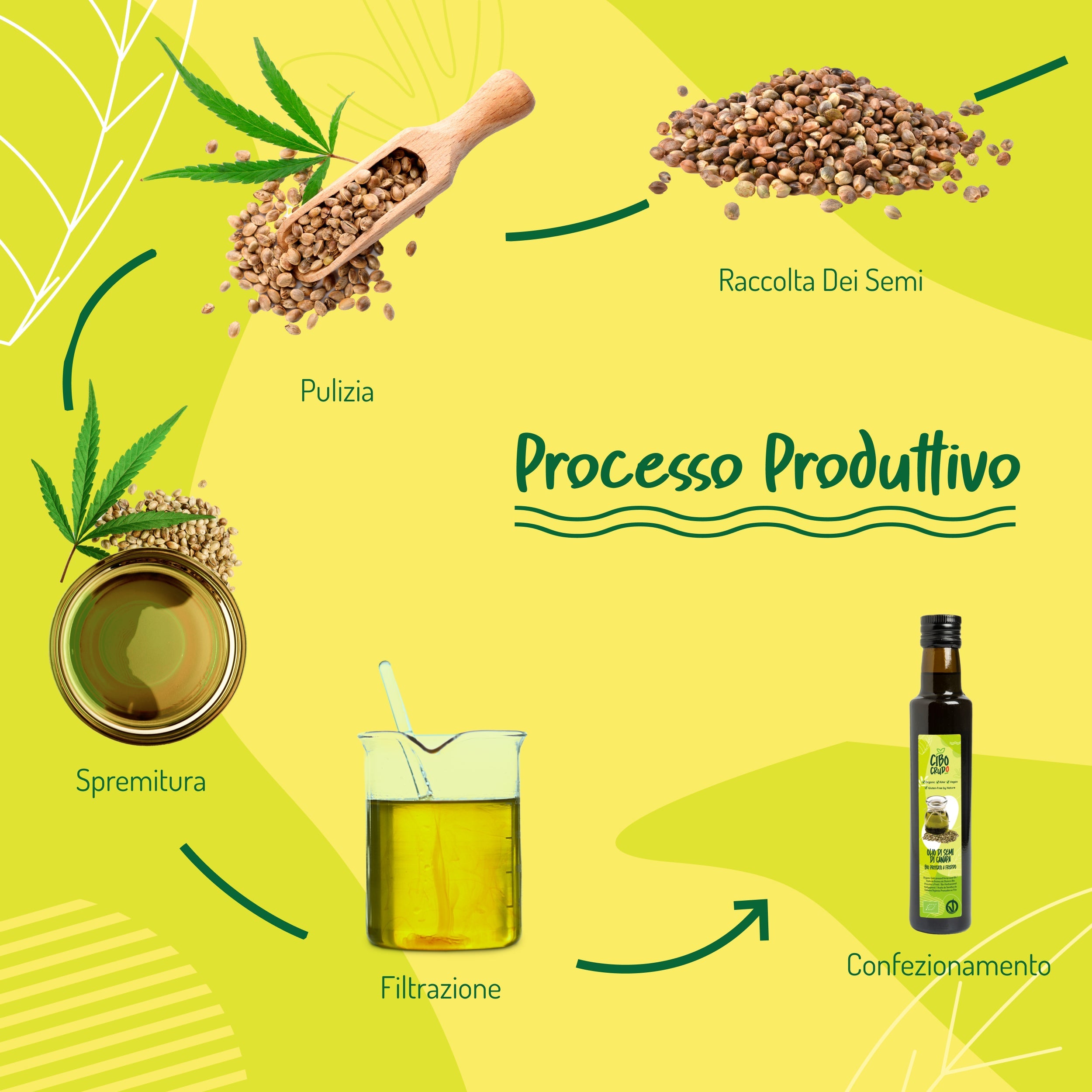 Infografica sul processo produttivo dell'Olio di canapa: raccolta, pulizia, spremitura, filtrazione e confezionamento