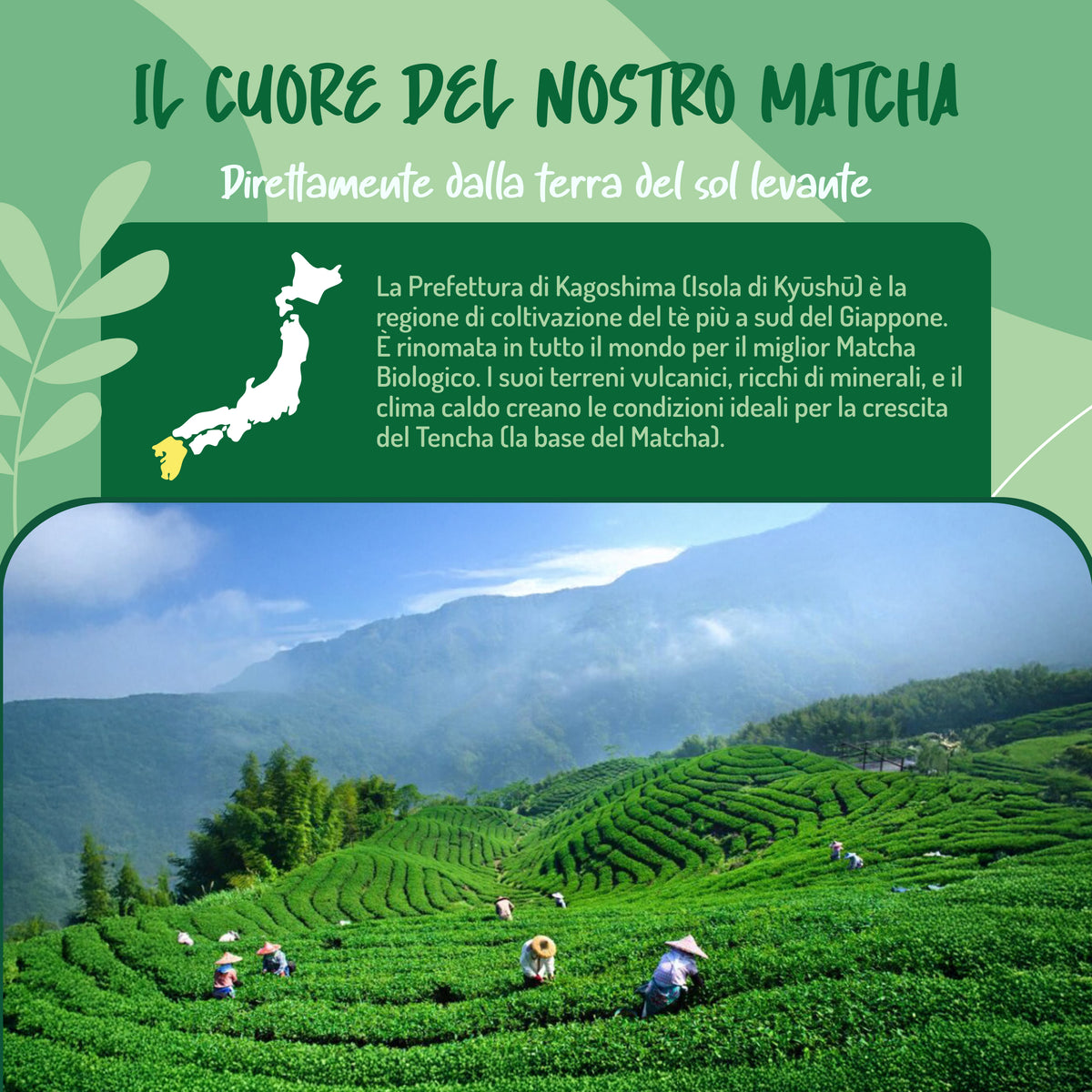 Matcha Culinario Biologico