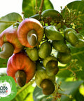 Anacardi Crudi Bio 5