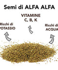 Semi Di Alfa Alfa Da Germoglio Bio 5