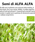 Semi Di Alfa Alfa Da Germoglio Bio 4